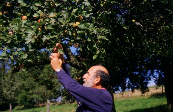 Picking the fruit, Dullin
